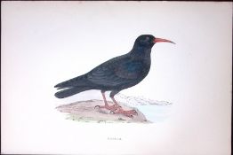 Chough Rev Morris Antique History of British Birds 130 Years-Old Engraving-77