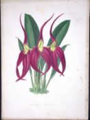 Masdevallia Harryana Orchid Antique Shirley Hibbard Greenhouse Coloured Print-22