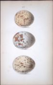 Common Buzzard -William Hewitson Antique Nests & Eggs of British Birds Print-14