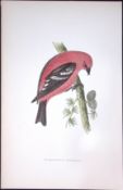 White Crossbill Rev Morris History of British Birds 130 Yrs-Old AntiqueEngraving-79