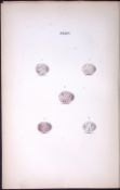 Wren, Chaff, Warbler - William Hewitson Antique Nests & Eggs of British Birds Print-20