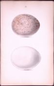 Egyptian Vulture Hewitson Antique Nests & Eggs of British Birds Print-5