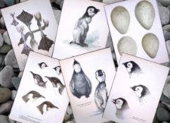 Job-Lot Wilson's Birds of the Antarctic Vintage Coloured Illustrations-3