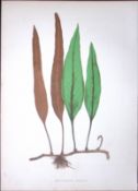 Niphoboolus Lingua Fern Antique Shirley Hibbard Greenhouse Coloured Print-6