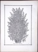 Specimen Show Pelargonium Antique Shirley Hibbard Greenhouse Black & White Print-40