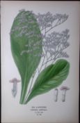 Sea Lavender Edward Step Rare Antique Botanical Book Plate-168
