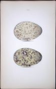 Herring Gull-William Hewitson Antique Nests & Eggs of British Birds Print-100