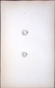 Goldfinch- William Hewitson Antique Nests & Eggs of British Birds Print-64