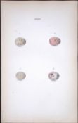 Blackcap Species Hewitson Antique Nests & Eggs of British Birds Print-22