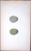 Hooded Crow William Hewitson Antique Nests & Eggs of British Birds Print-54