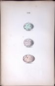 Song-Thrush Species -Hewitson Antique Nests & Eggs of British Birds Print-32