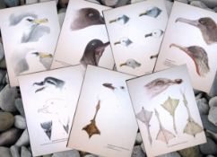 Job-Lot Wilson's Birds of the Antarctic Vintage Coloured Illustrations-1