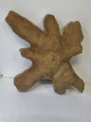 Hardwood Kiln Dried Sawn African Teak Crosscut/ Cookie