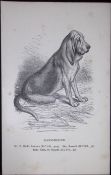 The Bloodhound Sitting British Dogs by Hugh Dalziel 1889 Antique Book Plate-21