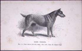 Irish Terrier British Dogs by Hugh Dalziel 1889 Antique Book Plate-64