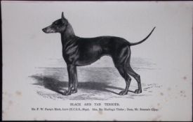 Black & Tan Terrier British Dogs by Hugh Dalziel 1889 Antique Book Plate-52