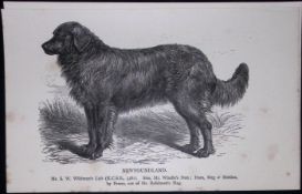 Newfoundland British Dogs by Hugh Dalziel 1889 Antique Book Plate-46