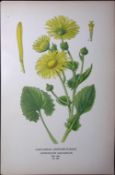 Leopard’s-Bane Caucasian Edward Step Rare Antique Botanical Book Plate-152