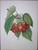 Cherries-Bigarreau Sweet Antique Mary Rivers Fruit- Illustration-54