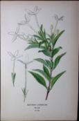 Scented Bouvardia, Edward Step Rare Antique Botanical Book Plate-122