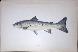 Peal Fish Scarce Antique 1877 J. Couch Woodblock Engraving-38a