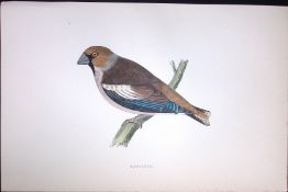 Hawfinch Rev Morris Antique History of British Birds 130 Years-Old Engraving-54