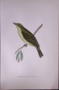 Melodious Willow Warbler Rev Morris Antique History of British Birds 130 Years-Old Engraving-126