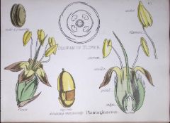 Plantaginaceae Botanical Flower Diagram Rare Antique First Edition Illustration-67