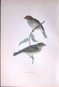 Little Bunting Rev Morris Antique History of British Birds 130 Years-Old Engraving-188