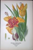 Peacock Tiger-Flower Edward Step Rare Antique Botanical Book Plate-255