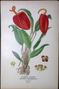 Flamingo Flower Edward Step Rare Antique Botanical Book Plate-296