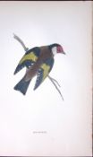 Goldfinch Rev Morris Antique History of British Birds 130 Years-Old Engraving-55
