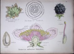 The Rose Family Botanical Flower Diagram Rare Antique First Edition Illustration-28