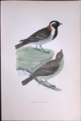 Lapland Bunting Rev Morris Antique History of British Birds 130 Years-Old Engraving-184