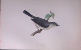 Barred Warbler Rev Morris Antique History of British Birds 130 Years-Old Engraving-118
