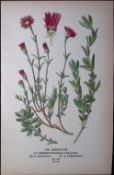 Fig Marigolds Edward Step Rare Antique Botanical Book Plate-120