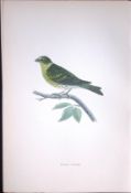 Serin Finch Rev Morris Antique History of British Birds 130 Years-Old Engraving-53
