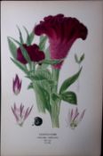 Cock’s-Comb Edward Step Rare Antique Botanical Book Plate-229