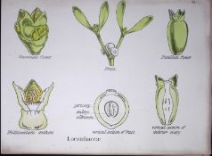 Showy Mistletoe Botanical Flower Diagram Rare Antique First Edition Illustration-41