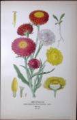 Immortelles Everlasting Edward Step Rare Antique Botanical Book Plate-137