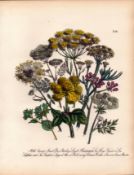 Jane Loudon Rare 165-Yr-Old Antique British Wildflower Hand-Coloured Plate-38