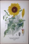 Silver-Leaved Sunflower Edward Step Rare Antique Botanical Book Plate-139