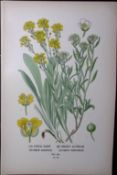 Gold Dust & Sweet Alyssum Edward Step Rare Antique Botanical Book Plate-25