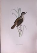 Sedge Warbler Rev Morris Antique History of British Birds 130 Years-Old Engraving-110