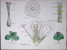 Wood Sorrels Botanical Flower Diagram Rare Antique First Edition Illustration-17