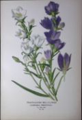 Peach-Leaved Bell-Flower Edward Step Rare Antique Botanical Book Plate-161
