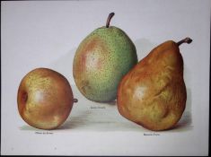 Pears Easter Beurre, Olivier De Serres, Nouvelle Fulvie, Antique Mary Rivers Illustration-12