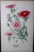 Chinese Pink Edward Step Rare Antique Botanical Book Plate-37