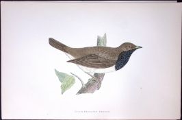 Black Throated Thrush Rev Morris History of British Birds 130 Yrs-Old AntiqueEngraving-87