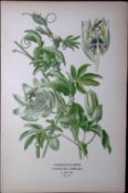 Passion Flower Edward Step Rare Antique Botanical Book Plate-111